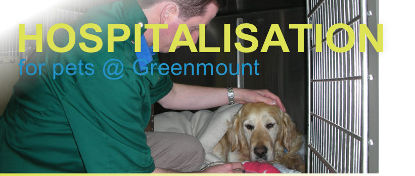 Referral, Greenmount, Veterinary, vet, disc, disease, prolpase, Orthopaedic, orthopedic, specialist, clinic, fractures, joint, surgery, arthroscopy, endoscopy, spinal, northern, ireland, OCD, FCP, TPO, cruciate ligament, tplo, hip, dysplasia, dislocation, medial, patellar, luxation, broken, leg, wobbler, caudal cervical spondylopathy, lumbar, paralysis,ACL, anterior cruciate ligament rupture, dislocated, dislocation, plating, pinning, external fixator, triple pelvic osteotomy, portadown, co armagh northern ireland, www.vetortho.co.uk, www.vetclinic.co.uk