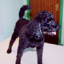 Referral, Greenmount, Veterinary, vet, disc, disease, prolapse, Orthopaedic, orthopedic, specialist, clinic, fractures, joint, surgery, arthroscopy, endoscopy, spinal, northern, ireland, OCD, FCP, TPO, cruciate ligament, tplo, hip, dysplasia, dislocation, medial, patellar, luxation, broken, leg, wobbler, caudal cervical spondylopathy, lumbar, paralysis,ACL, anterior cruciate ligament rupture, dislocated, dislocation, plating, pinning, external fixator, triple pelvic osteotomy, portadown, co armagh northern ireland, www.vetortho.co.uk, www.vetclinic.co.uk